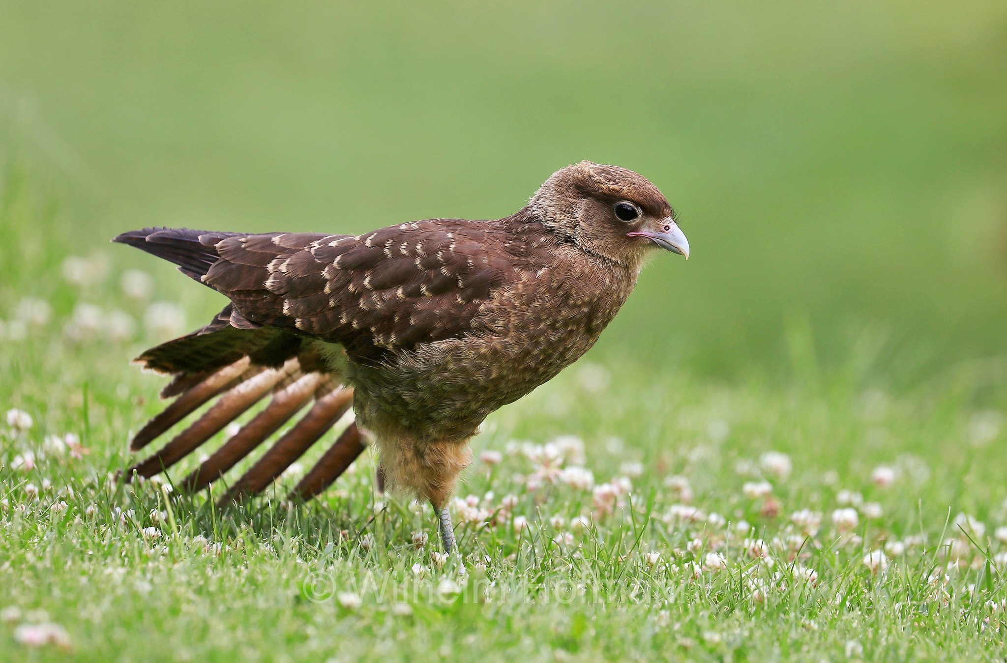chimango caracara, chimango, tiuque, Chimangokarakara, caracara chimango, Daptrius chimango, Phalcoboenus chimango, Milvago chimango, San Carlos de Bariloche, Bariloche, Rio Negro, Río Negro, Argentina, Argentinien