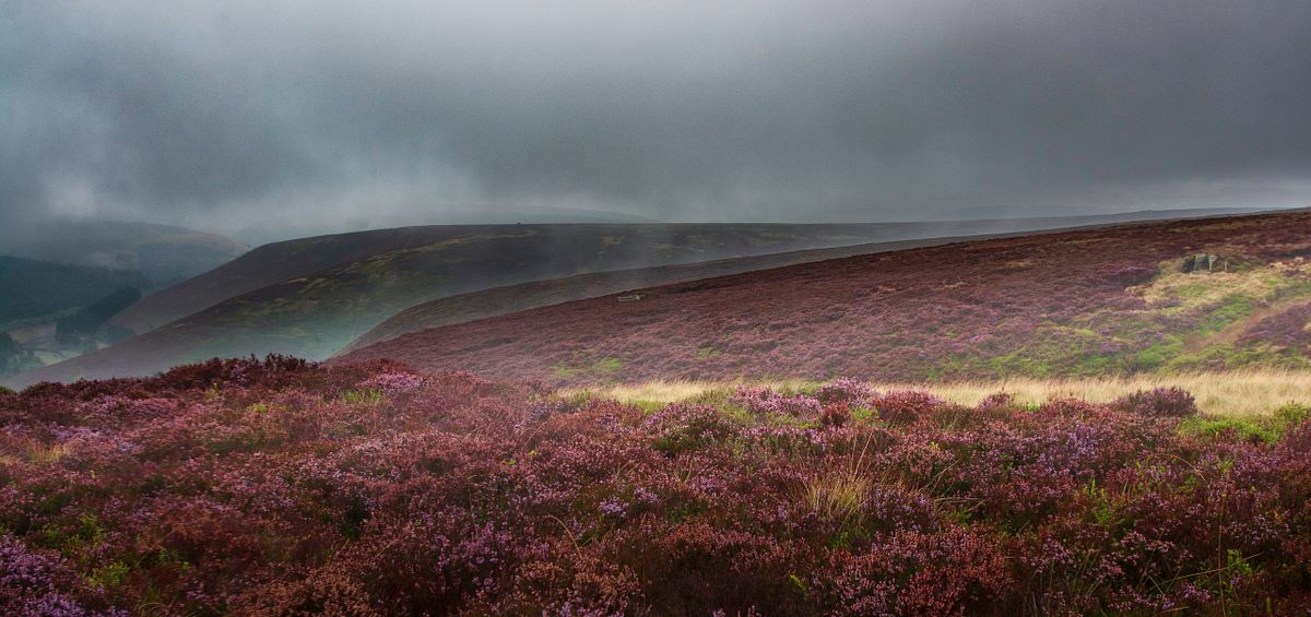 Heather-covered hills in the Peak District beneath a dark, moody sky.