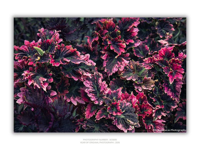 THE ONE - WILDLIFE & NATURE - "Coleus Fire" - LIMITED EDITION 5 of 5