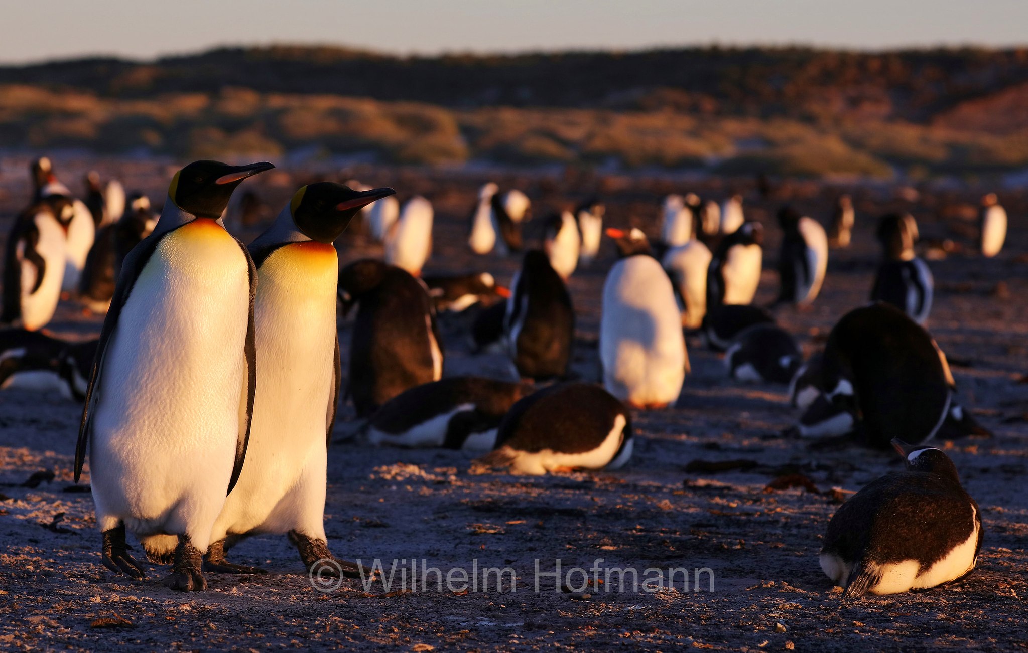 king penguin, Königspinguin, pinguino reale, Aptenodytes patagonicus, Sealion Island, Sea Lion Island, Isla de los Leones Marinos, Falkland Islands, Falklandinseln, Isole Falkland