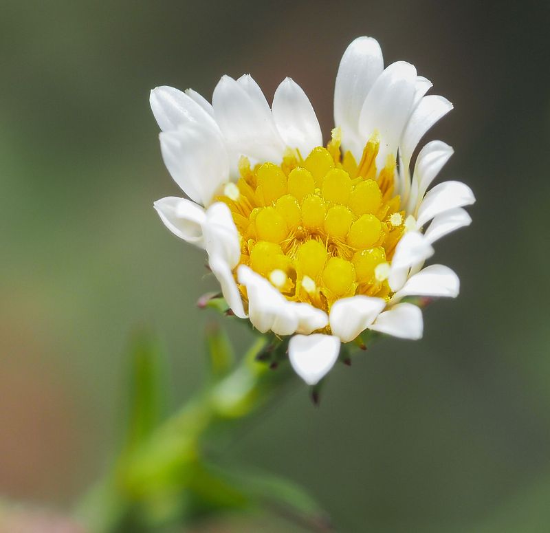 Pretty Flowers