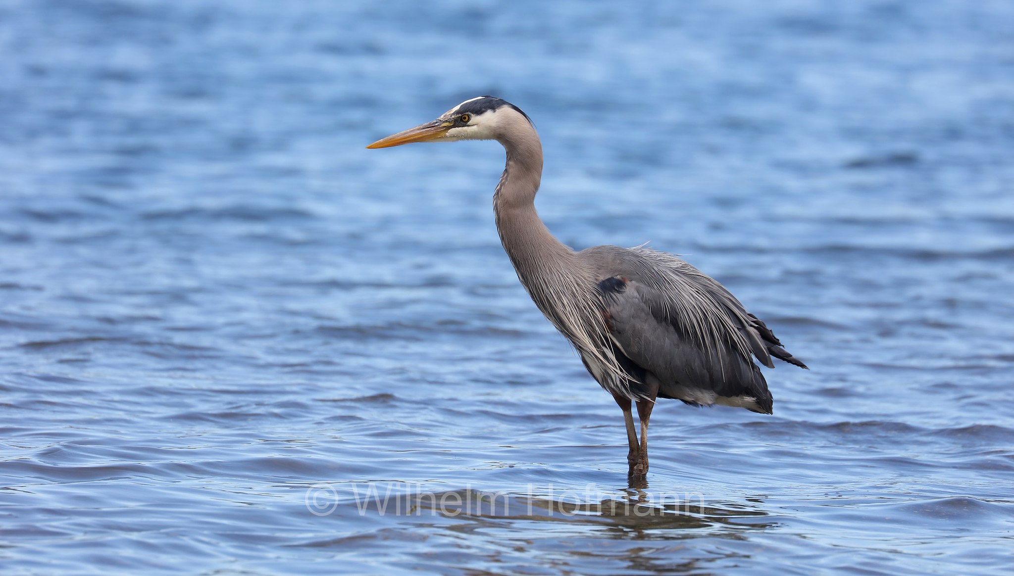 Ardea herodias fannini, great blue heron, Kanadareiher, airone azzurro maggiore, Campbell River, Vancouver Island, Isola di Vancouver, British Columbia, Columbia Britannica, Canada, Kanada