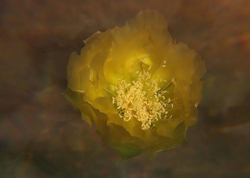 Macro