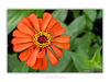 THE ONE - WILDLIFE & NATURE - "Orange Zinnia" - LIMITED EDITION 3 of 5