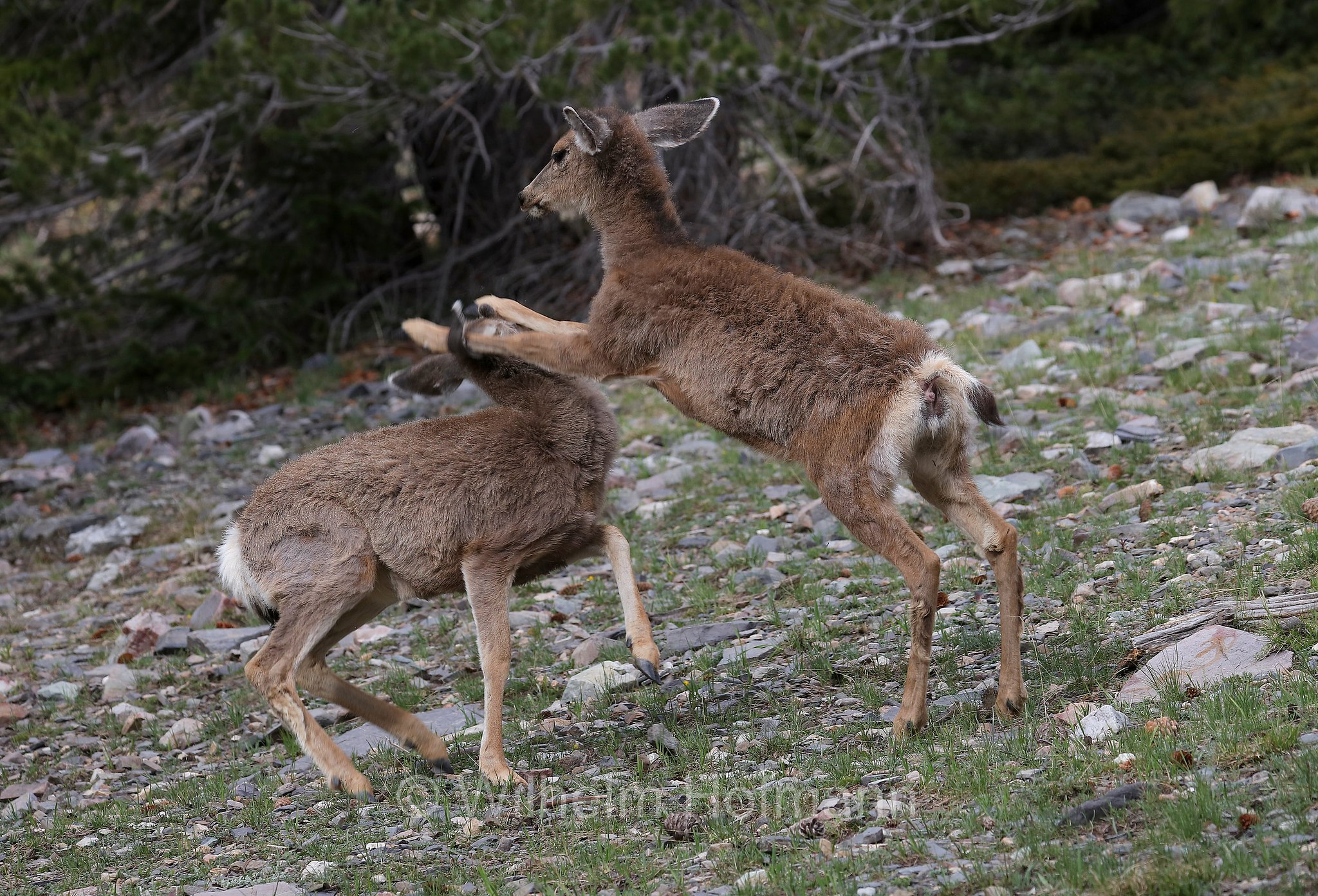 Odocoileus hemionus hemionus, Rocky Mountain Mule Deer, Rocky-Mountain-Maultierhirsch, cervo mulo delle Rocciose, Bristlecone Lakes Trailhead, Great Basin National Park, Great-Basin-Nationalpark, Parco nazionale del Great Basin, Nevada, USA