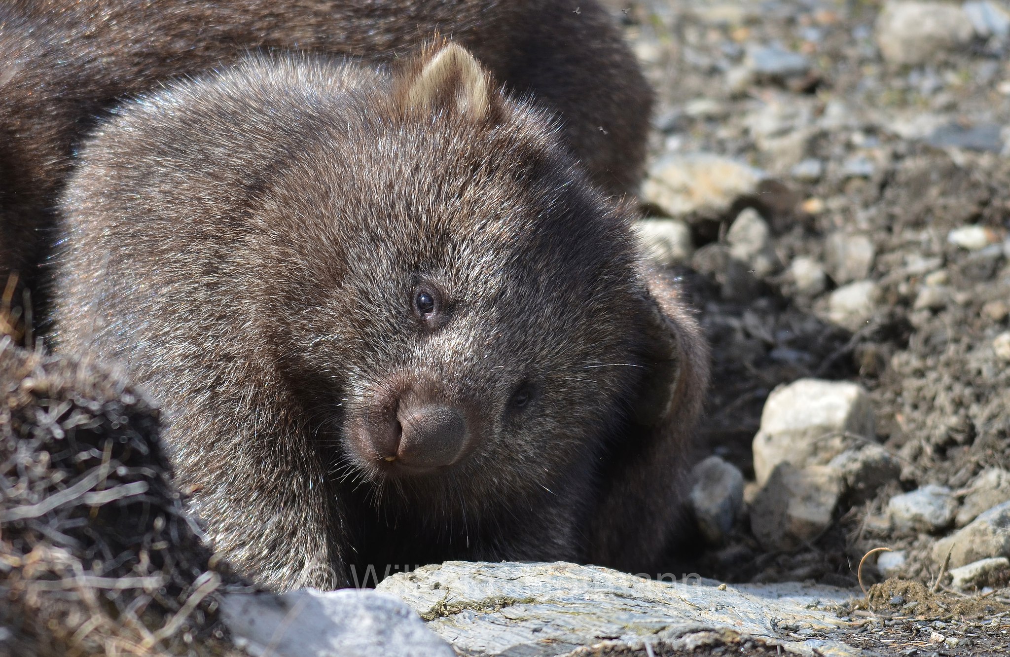 common wombat, bare-nosed wombat, Nacktnasenwombat, vombato comune, vombato dal pelo ruvido, Vombatus ursinus, Ronny Creek, Cradle Mountain National Park, Cradle Mountain-Lake St Clair National Park, Cradle-Mountain-Lake-St.-Clair-Nationalpark, Parco nazionale del monte Cradle-lago St Clair, Tasmania, Tasmanien, Australia, Australien