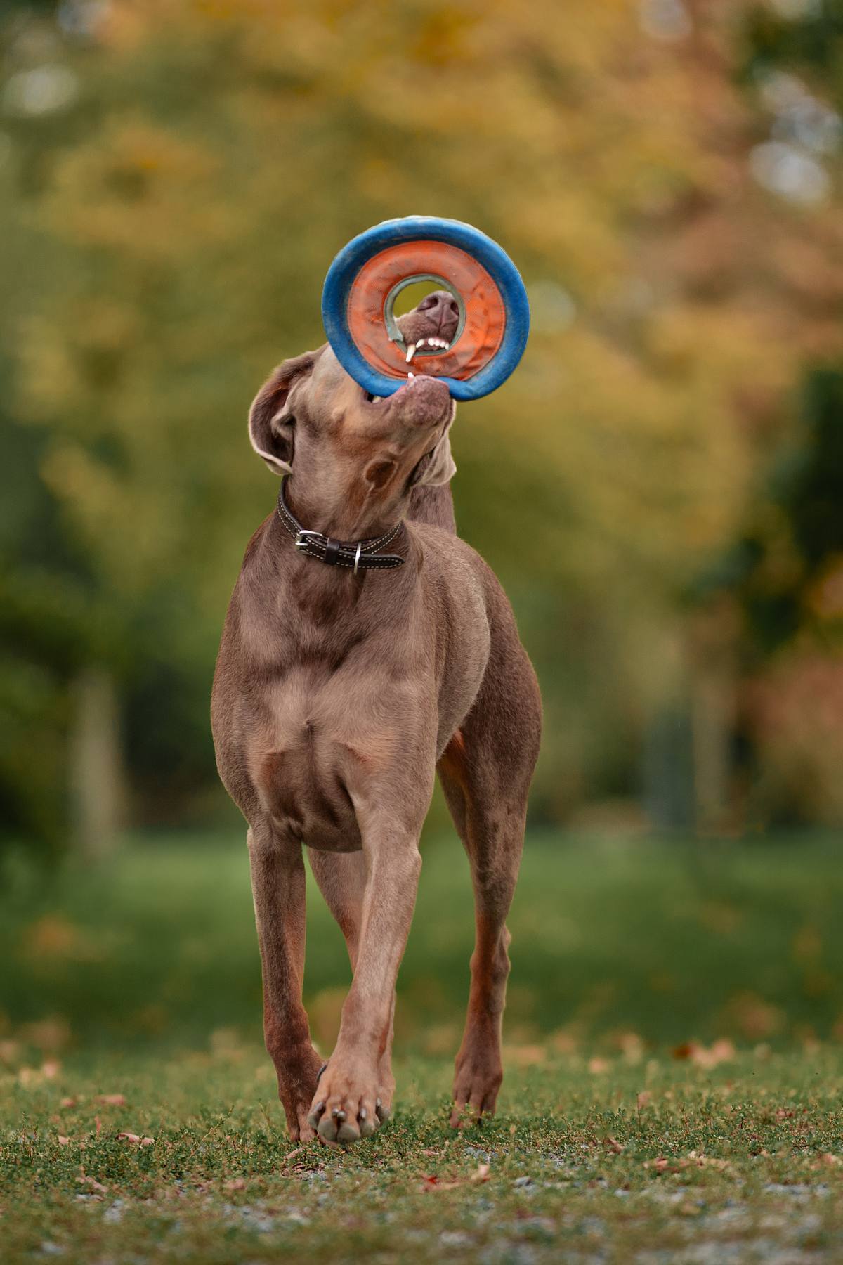 Weimaraner playing with its flying disk at the park.
