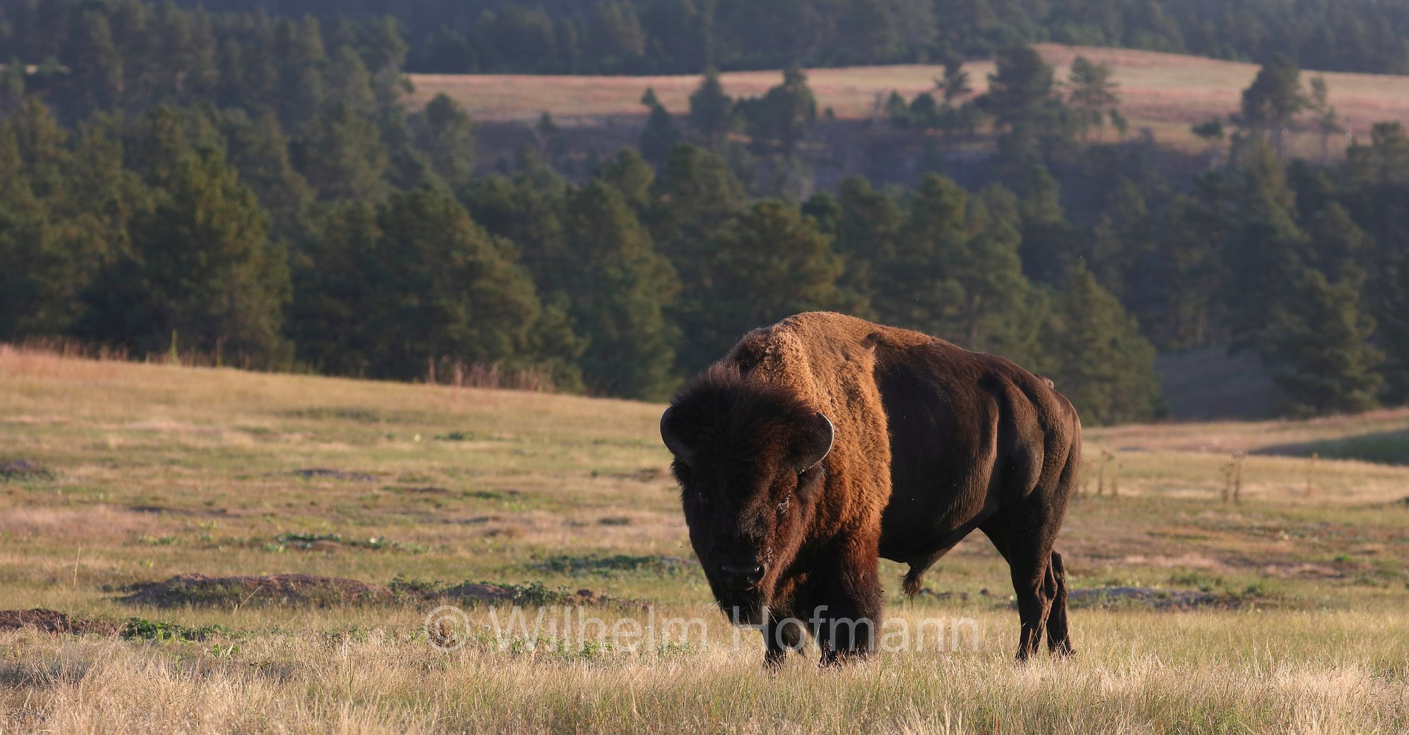 Plains bison, Präriebison, bisonte delle pianure, Bison bison bison, Wind Cave National Park, Wind-Cave-Nationalpark, Parco nazionale di Wind Cave, South Dakota, Dakota del Sud, USA