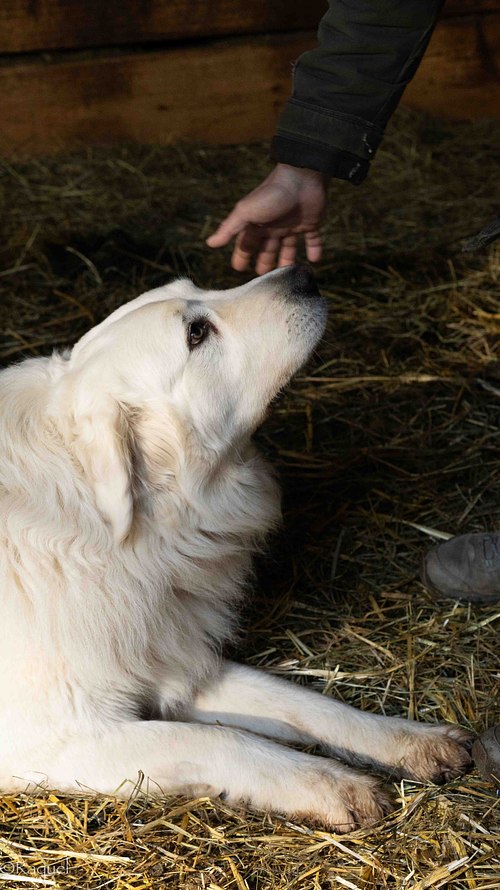 Chien blanc allongé recevant une caresse à la Bergerie de La Londe-les-Maures.