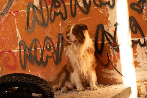 Berger australien photographié dans un décor urbain avec graffitis