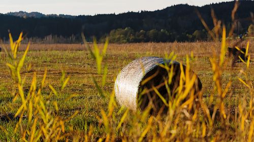 Strohballen im Moos