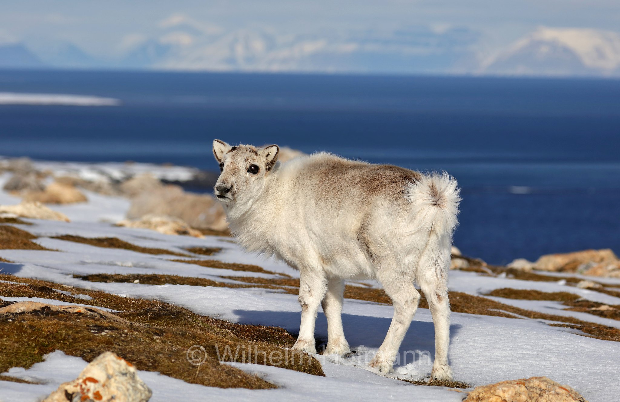 Rangifer tarandus platyrhynchus, Svalbard reindeer, Spitzbergen-Ren, renna delle Svalbard, Trygghamna, Spitsbergen, Svalbard, Spitzbergen, Norway, Norwegen, Norvegia