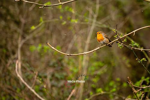 Robin in the Wood