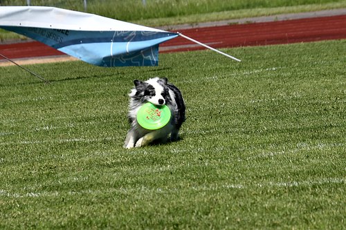koerte frisbi voistlus 2026