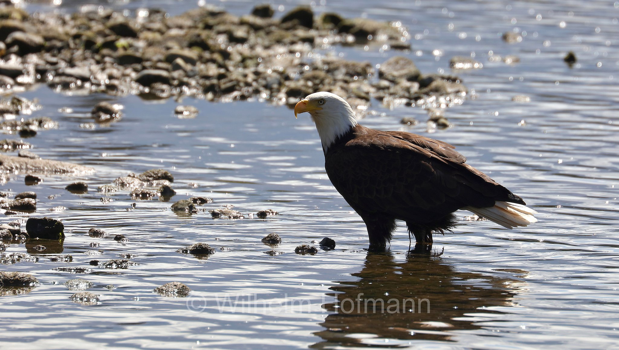 Haliaeetus leucocephalus, bald eagle, Weißkopfseeadler, aquila di mare testabianca, aquila calva, Alberni Valley, Vancouver Island, Isola di Vancouver, British Columbia, Columbia Britannica, Canada, Kanada