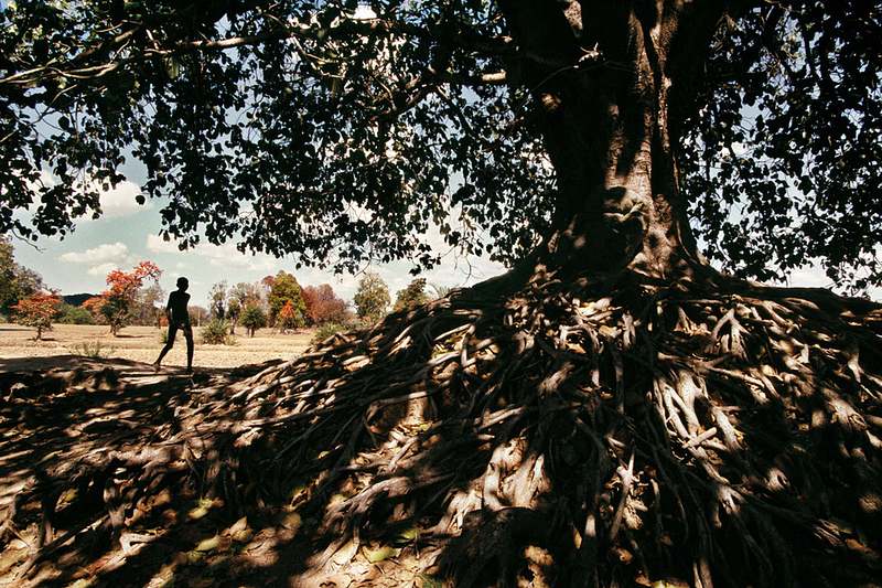 Trees : Raghu Rai (Signed)