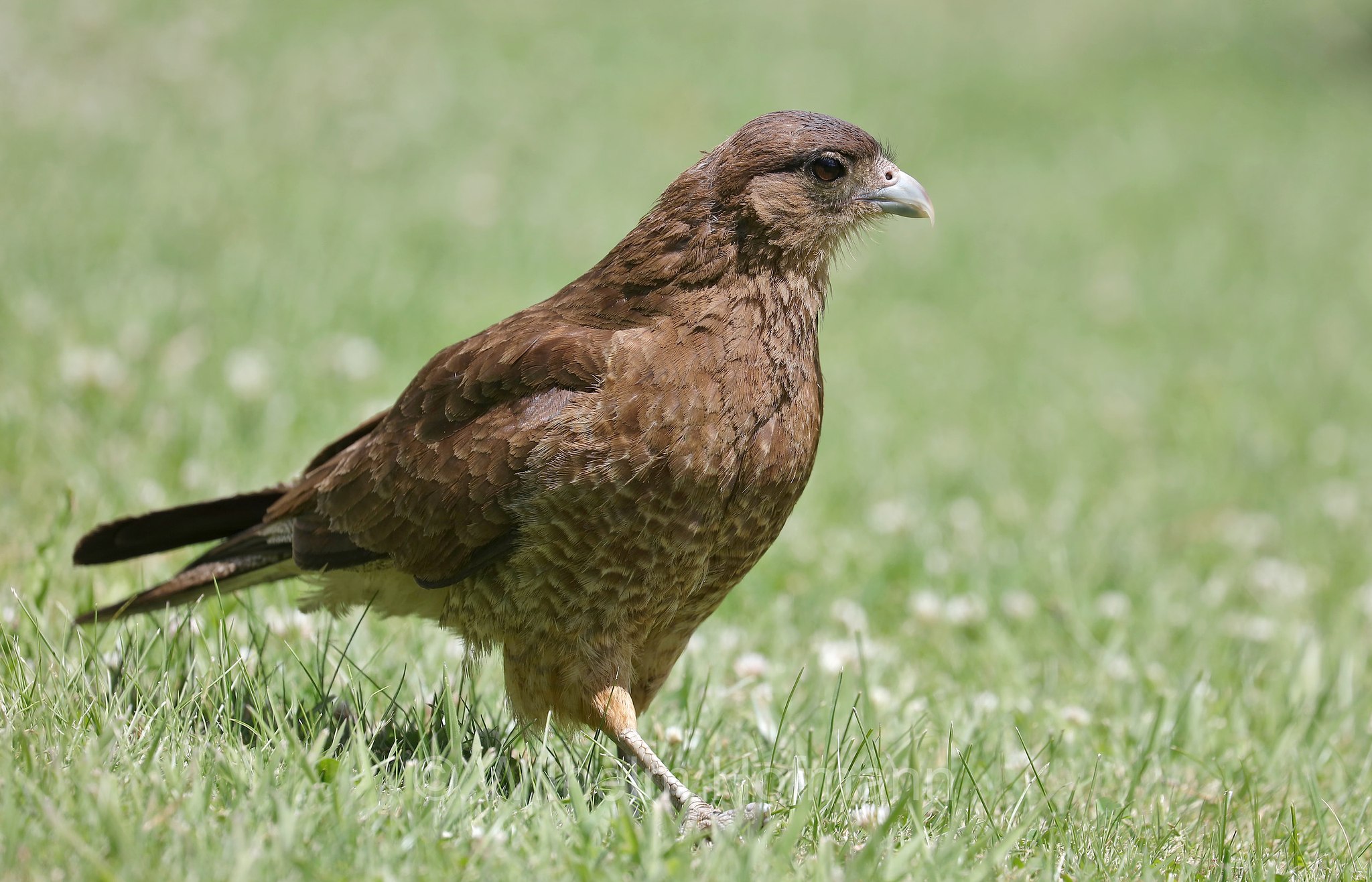 chimango caracara, chimango, tiuque, Chimangokarakara, caracara chimango, Daptrius chimango, Phalcoboenus chimango, Milvago chimango, San Carlos de Bariloche, Bariloche, Rio Negro, Río Negro, Argentina, Argentinien