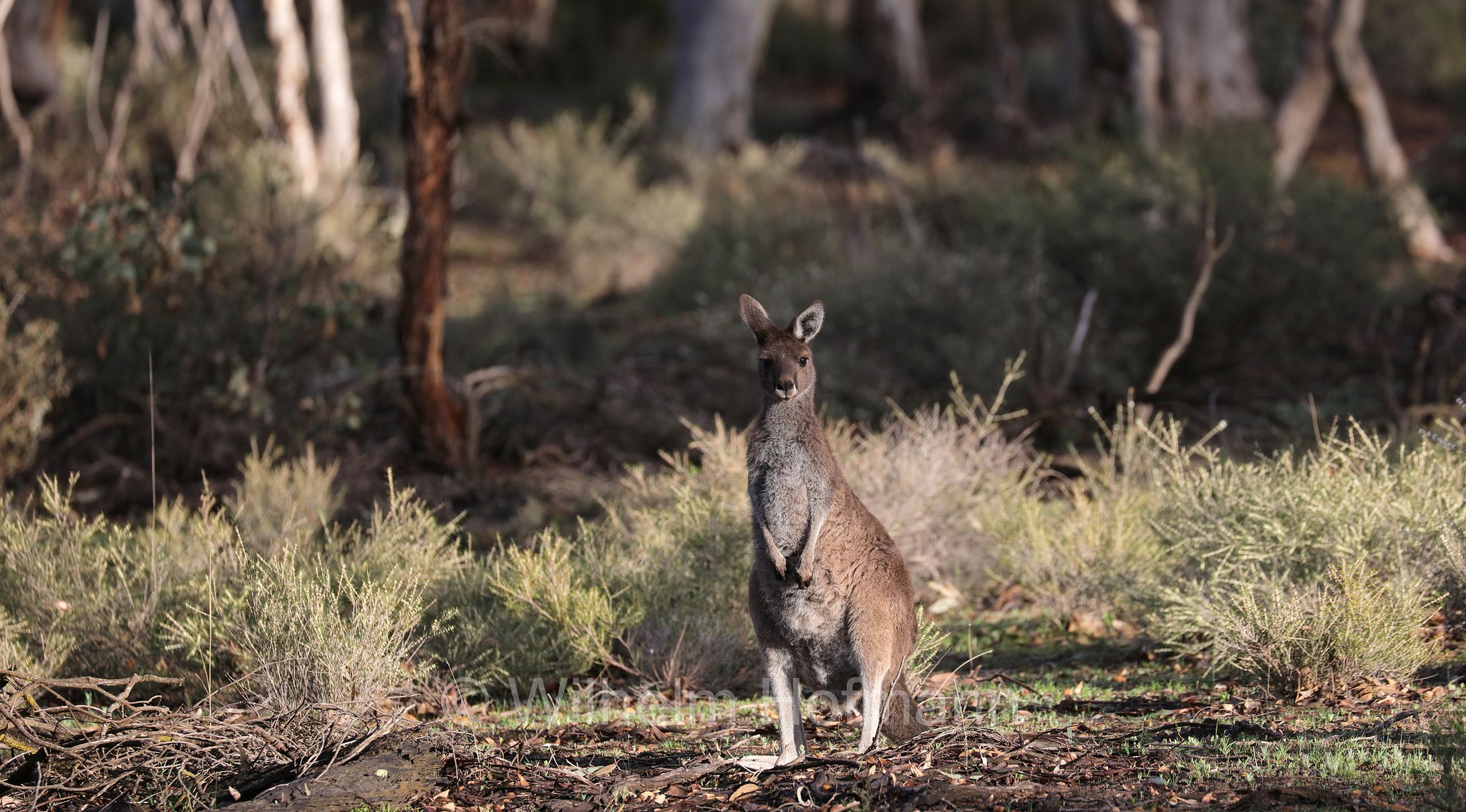 Macropus fuliginosus, western grey kangaroo, western grey giant kangaroo, black-faced kangaroo, mallee kangaroo, sooty kangaroo, Westliches Graues Riesenkänguru, canguro grigio occidentale, Dryandra Woodland National Park, Dryandra Woodland, Dryandra, Western Australia, Westaustralien, Australia Occidentale, Australia, Australien