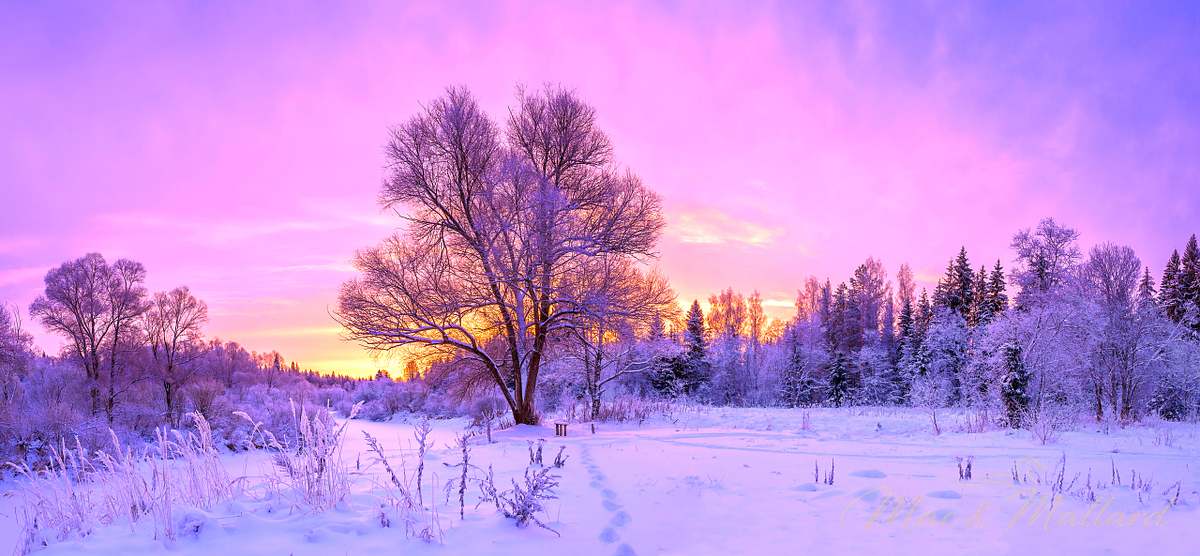 Winter,Panorama,Landscape,With,Forest,,Trees,Covered,Snow,And,Sunrise.