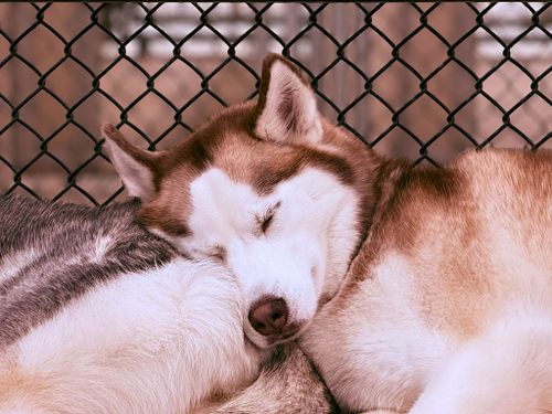 Luna & Nova Snooze