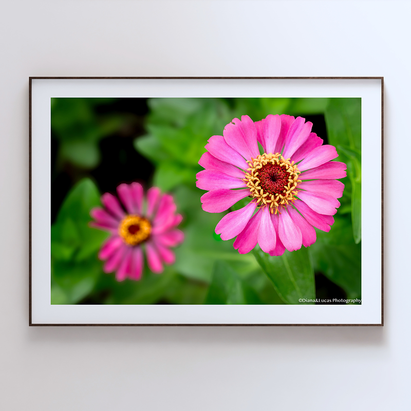 THE ONE - WILDLIFE & NATURE - "Pink Zinnia" - LIMITED EDITION 3 of 5