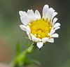 Pretty Flowers