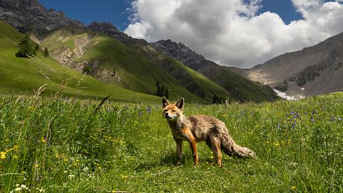 Val Trupchun