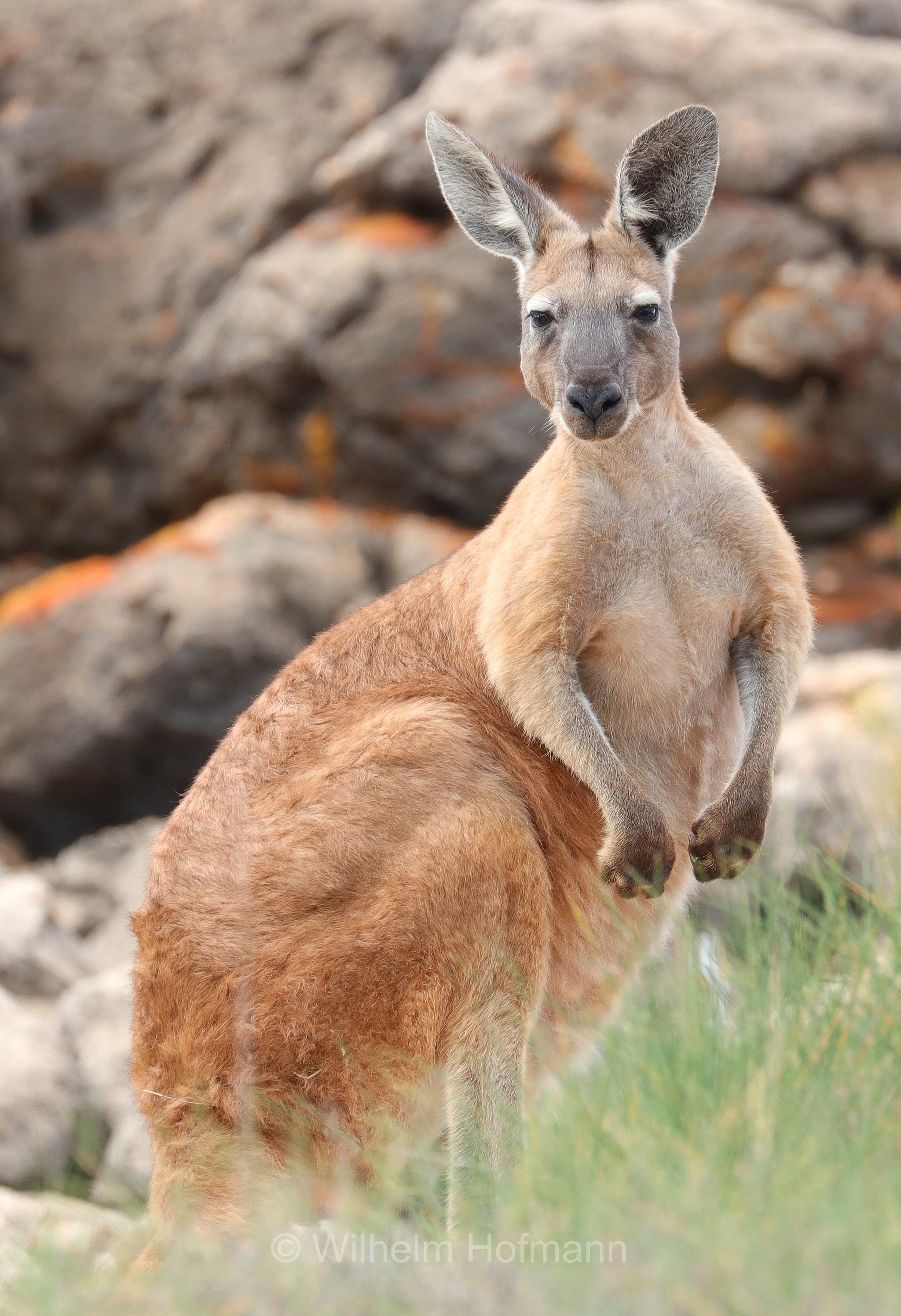red kangaroo, Rotes Riesenkänguru, canguro rosso, Osphranter rufus, Mandu Mandu Gorge, Cape Range National Park, Cape-Range-Nationalpark, Western Australia, Westaustralien, Australia Occidentale, Australia, Australien