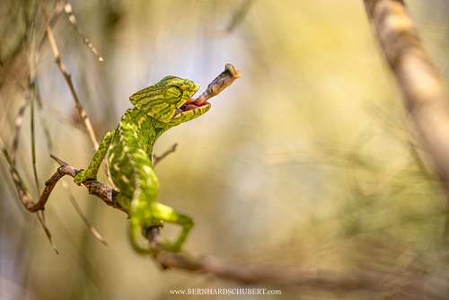Chamaeleo chamaeleon – Gewöhnliches Chamäleon