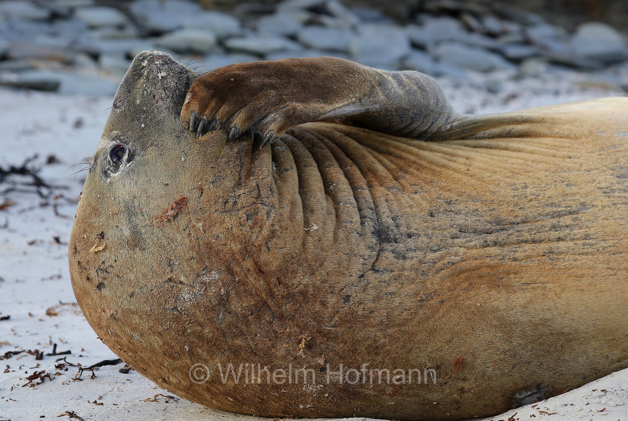 southern elephant seal, Südlicher See-Elefant, elefante marino meridionale, Mirounga leonina, Sealion Island, Sea Lion Island, Isla de los Leones Marinos, Falkland Islands, Falklandinseln, Isole Falkland
