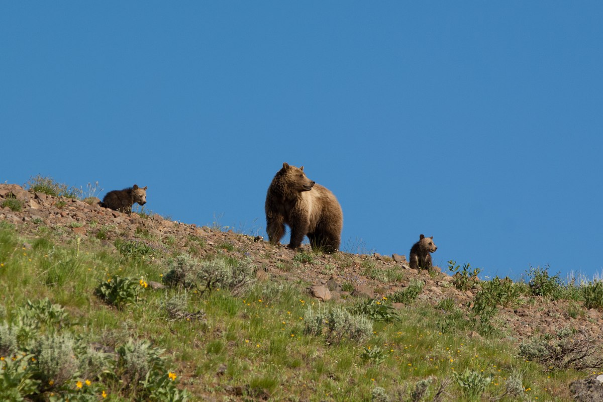 Grizzly-Ridge