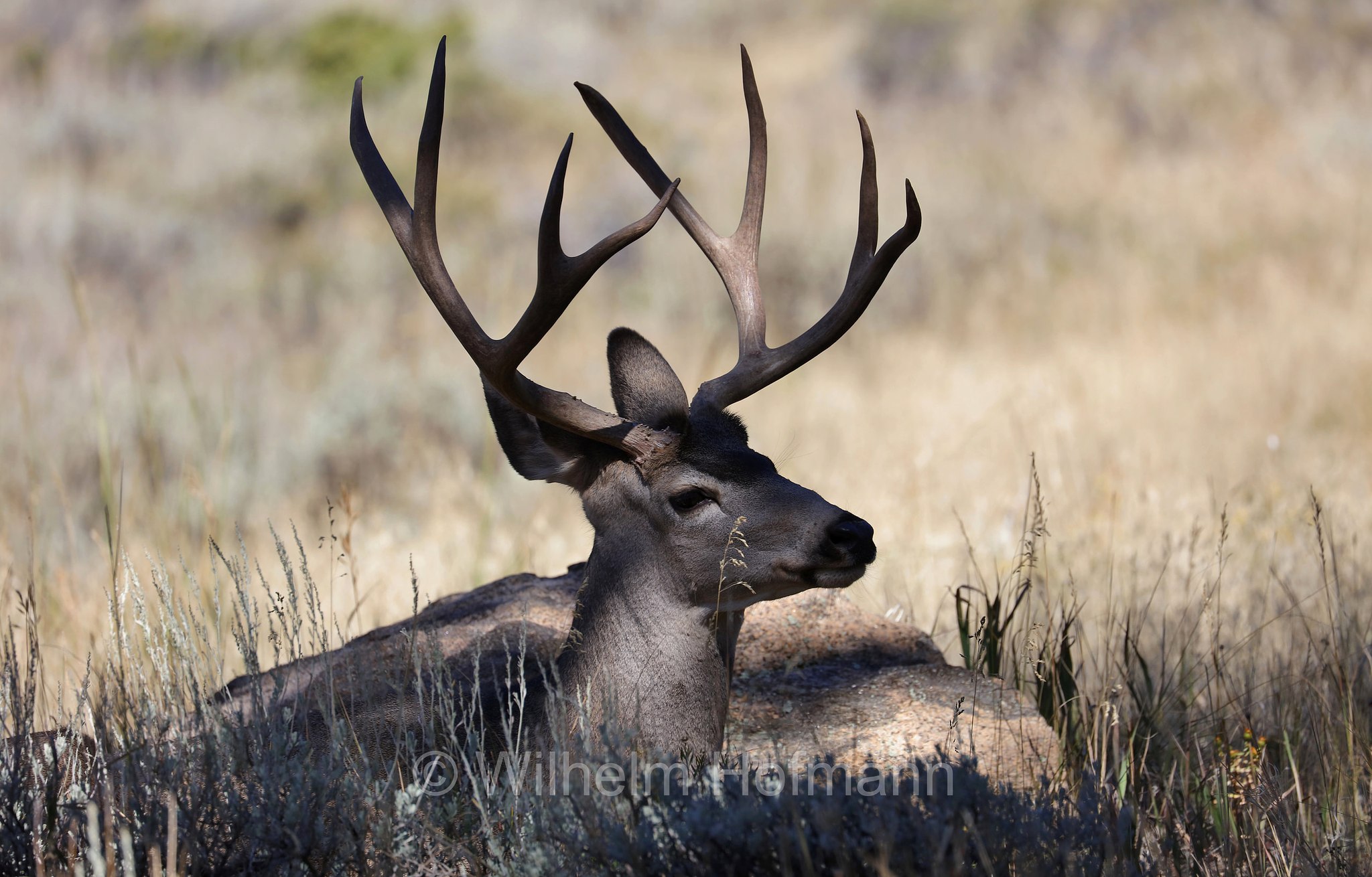 Odocoileus hemionus hemionus, Rocky Mountain Mule Deer, Rocky-Mountain-Maultierhirsch, cervo mulo delle Rocciose, ﻿﻿Beaver Meadows, Rocky Mountain National Park, ﻿Rocky-Mountain-Nationalpark, parco nazionale delle Montagne Rocciose, Colorado, USA