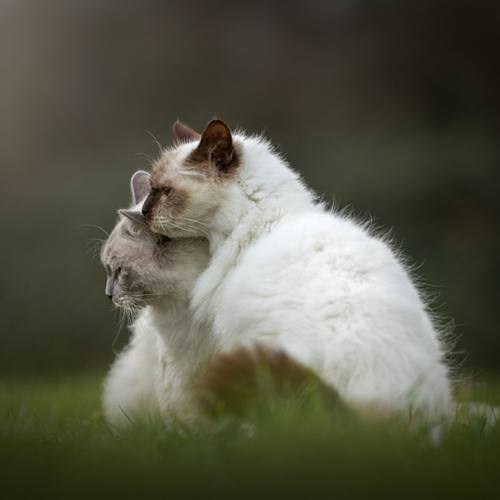 Kattenfotografie Haarlem