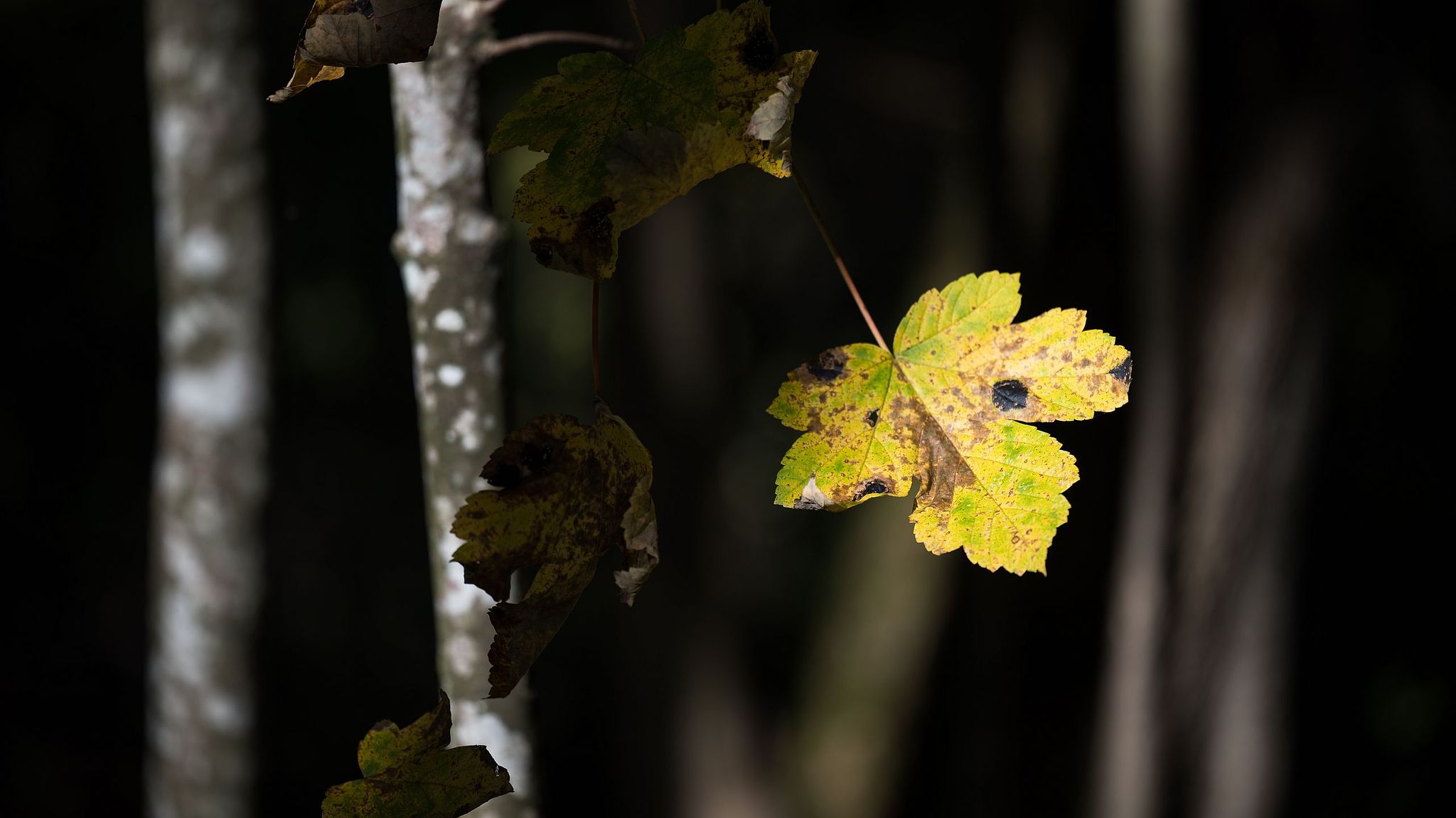 Herbstlaub im Emme-Schachenwald