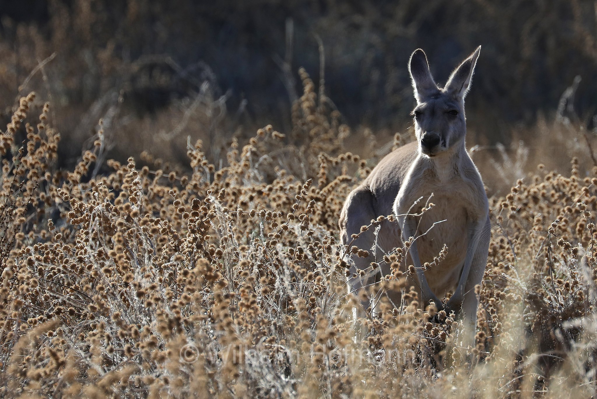 red kangaroo, Rotes Riesenkänguru, canguro rosso, Osphranter rufus, Wilpena Pound, Ikara–Flinders Ranges National Park, Ikara-Flinderskette-Nationalpark, parco nazionale Monti Flinders, South Australia, Südaustralien, Australia Meridionale, Australia, Australien