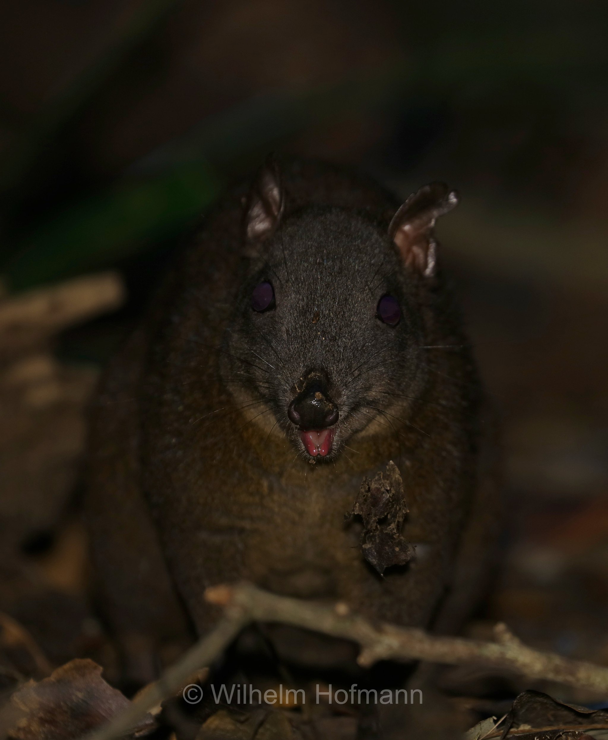 Hypsiprymnodon moschatus, musky rat-kangaroo, Moschusrattenkänguru, ratto canguro muschiato, Crater Lakes National Park, Crater-Lakes-Nationalpark, Queensland, Australia, Australien