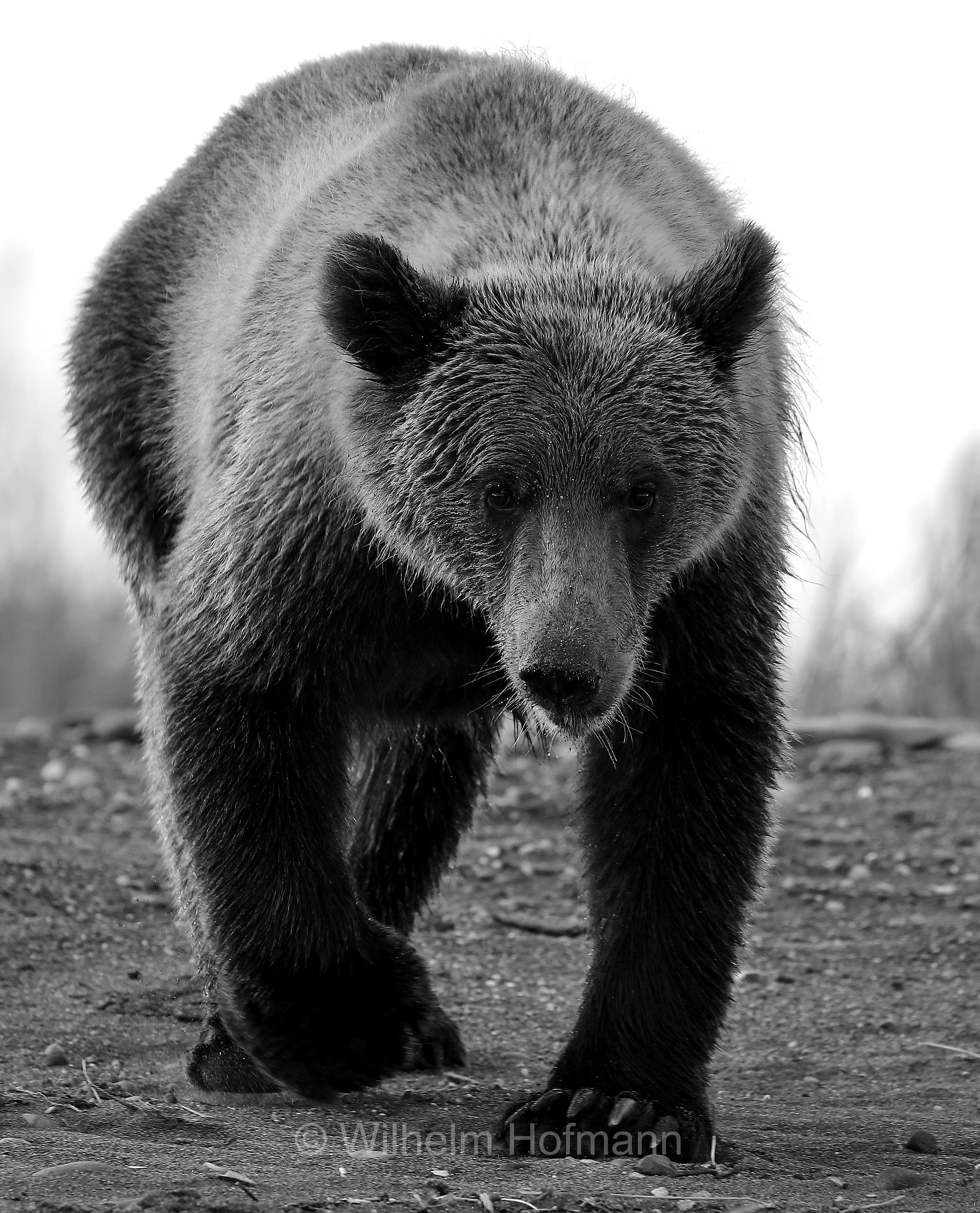Ursus arctos gyas, Alaska Peninsula brown bear, peninsular grizzly, Alaska-Halbinsel-Braunbär, Alaska-Küstenbraunbär, Alaska-Braunbär, Großer Alaska-Braunbär, orso bruno della penisola dell'Alaska, grizzly peninsulare, grizzly costiero, grizzly gigante, Silver Salmon Creek, Lake Clark National Park, Lake Clark National Park and Preserve, Lake-Clark-Nationalpark, Parco nazionale e riserva di Lake Clark, Alaska, USA
