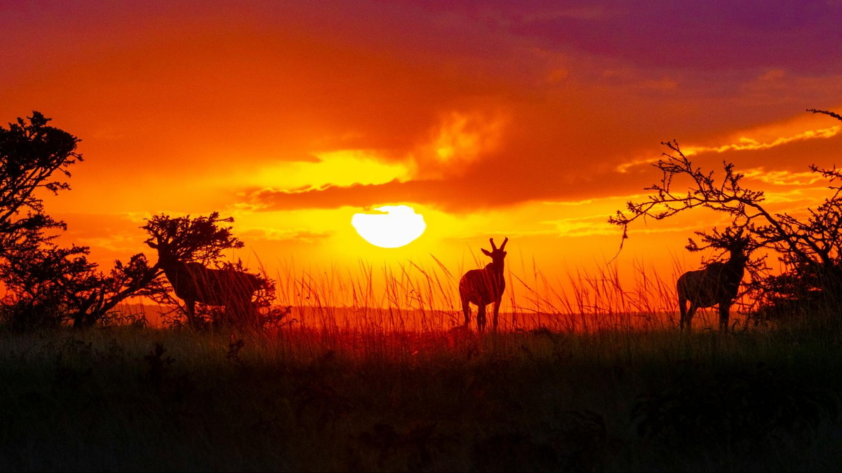 Wildlife Photography