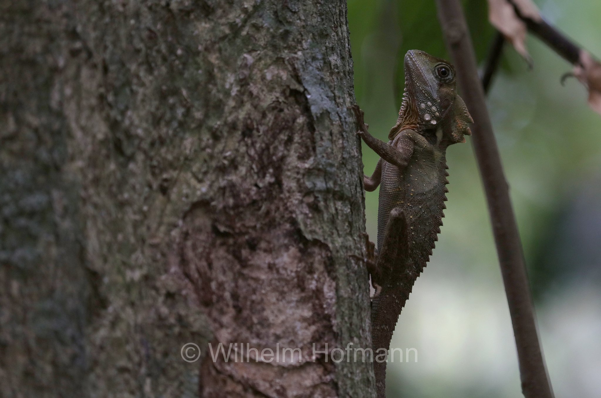 Lophosaurus boydii, Boyd's forest dragon, Boyds Winkelkopfagame, Boyds Walddrache, drago della foresta di Boyd, Malanda Falls Park, Queensland, Australia, Australien
