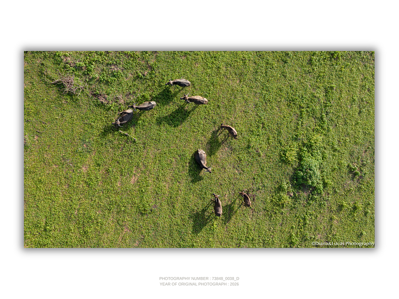 THE ONE - AERIAL PRINTS - "Wild Nature" - LIMITED EDITION 5 of 5