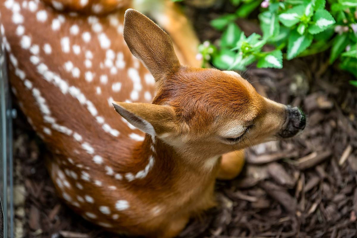 White-Tailed Deer Fawn