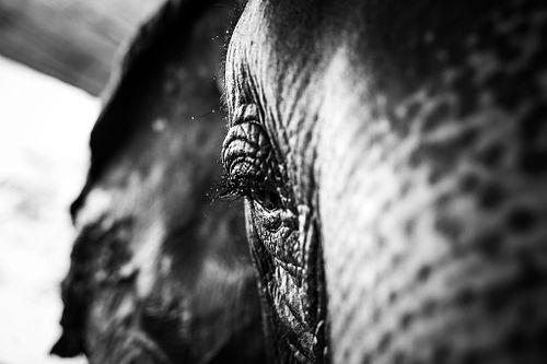 Tiere der Welt