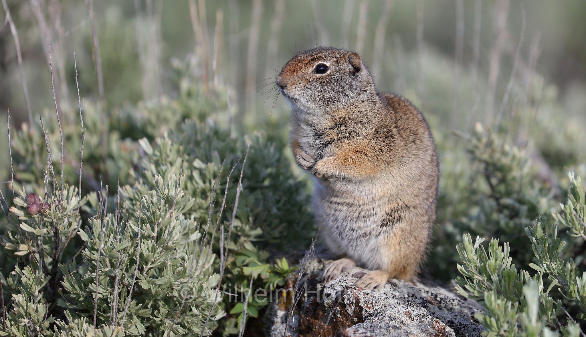 Urocitellus armatus, Spermophilus armatus, Uinta ground squirrel, chisler, Potgut, Uinta-Ziesel, citello di Uinta, Lamar Valley, Yellowstone National Park, Yellowstone-Nationalpark﻿, parco nazionale di Yellowstone, Wyoming, USA
