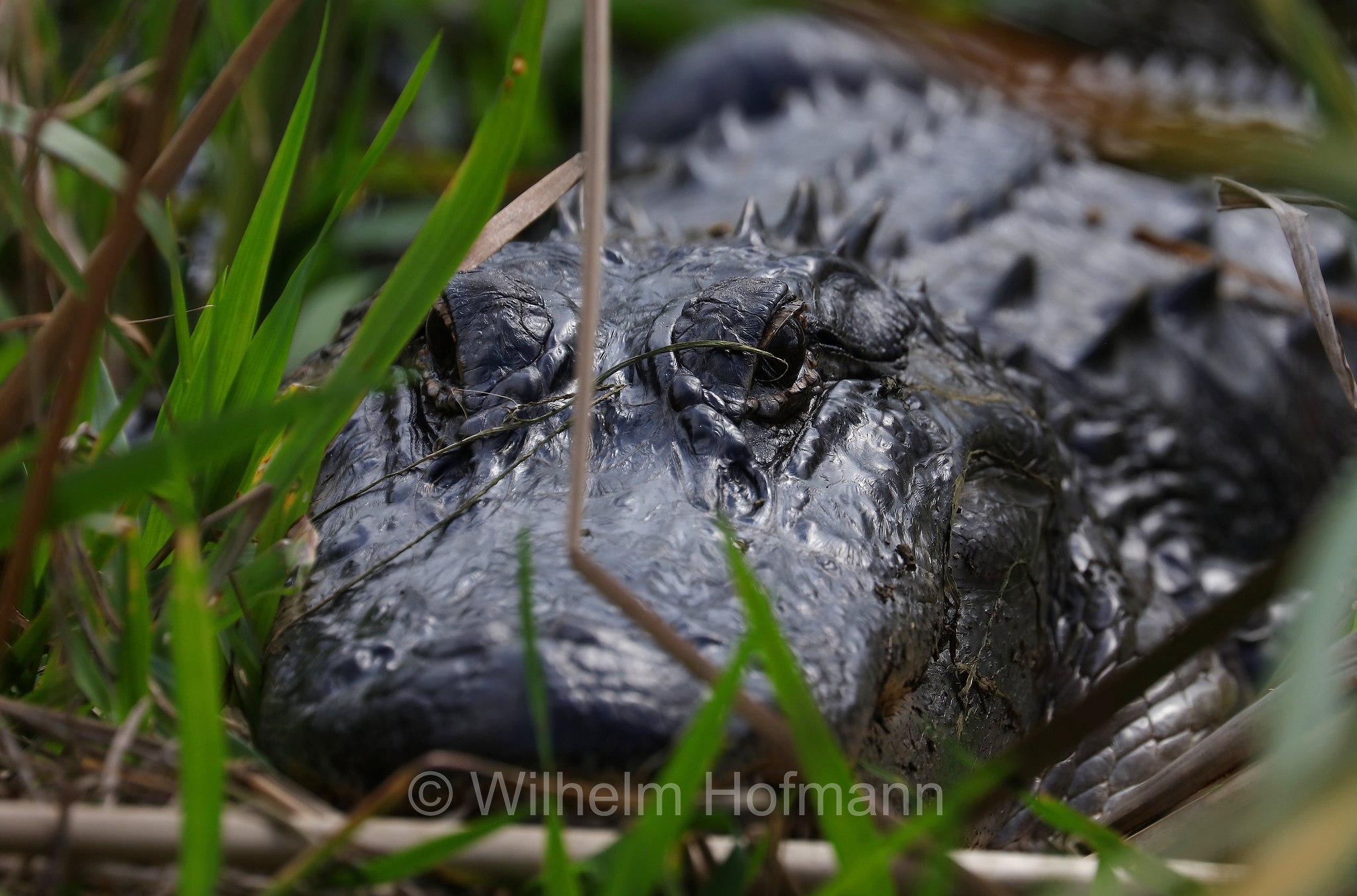 Alligator mississippiensis, American alligator, common alligator, gator, Mississippi-Alligator, Hechtalligator, alligatore del Mississippi, Sevenmile Slough, Double Trailhead, Kissimmee Prairie Preserve State Park, Florida, USA