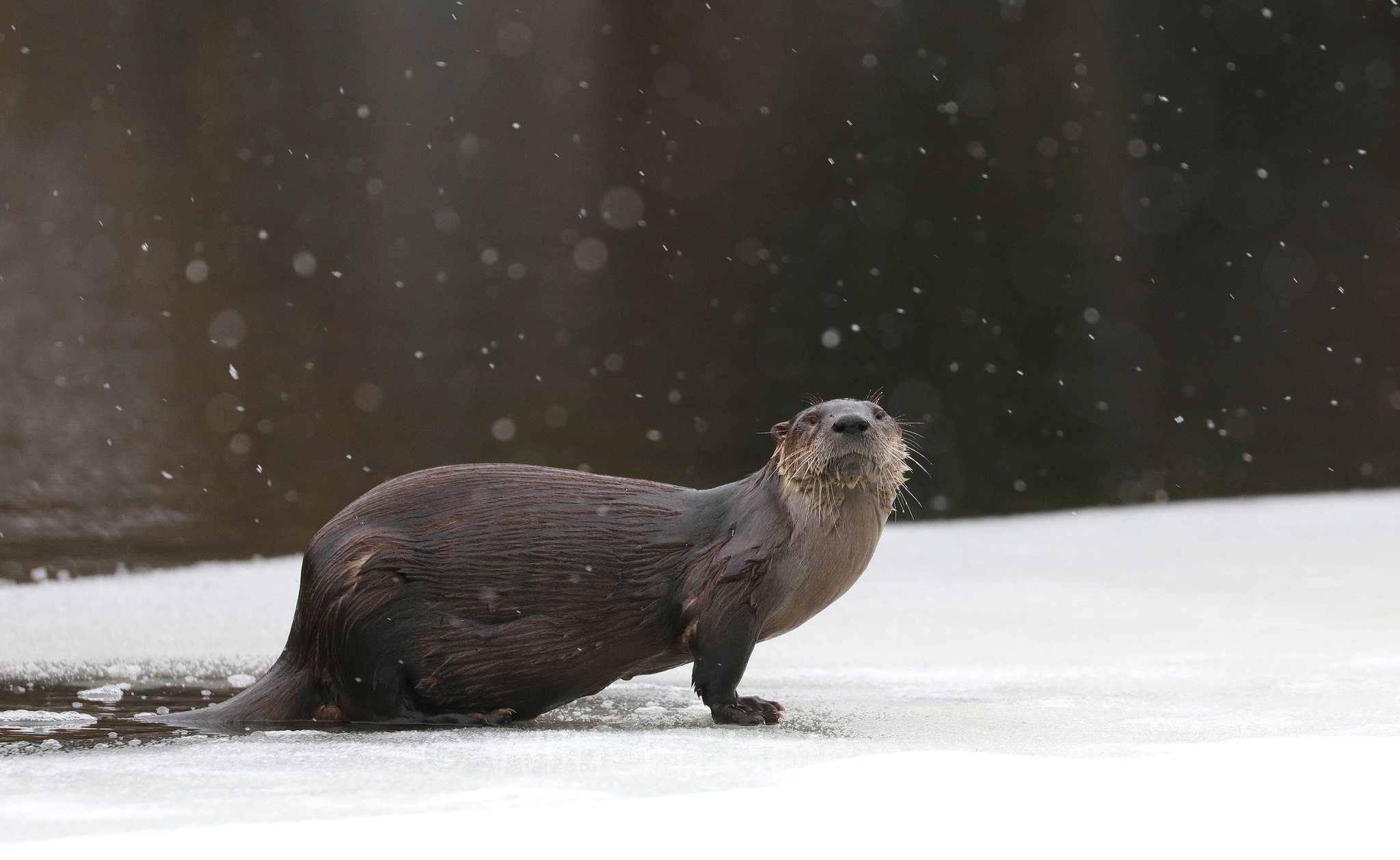 Lontra canadensis, North American river otter, northern river otter, river otter, Nordamerikanische Fischotter, lontra canadese, Tanamakoon Lake, Algonquin Provincial Park, Parco provinciale di Algonquin, Ontario, Canada, Kanada