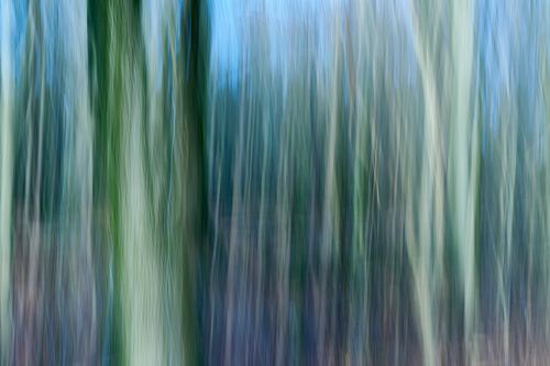 Fotostacking, boomschros, details