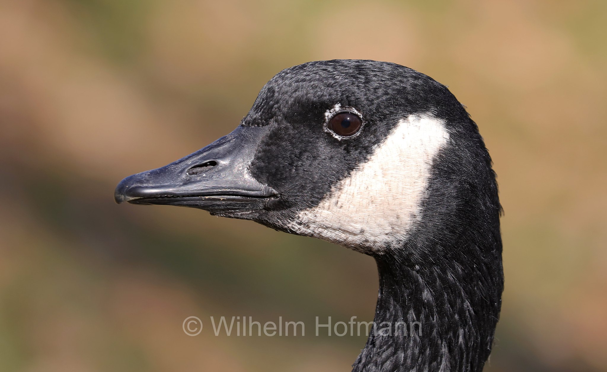 Branta canadensis, Canada goose, Kanadagans, oca del Canada, oca canadese, Kildonan Park, Winnipeg, Manitoba, Canada, Kanada