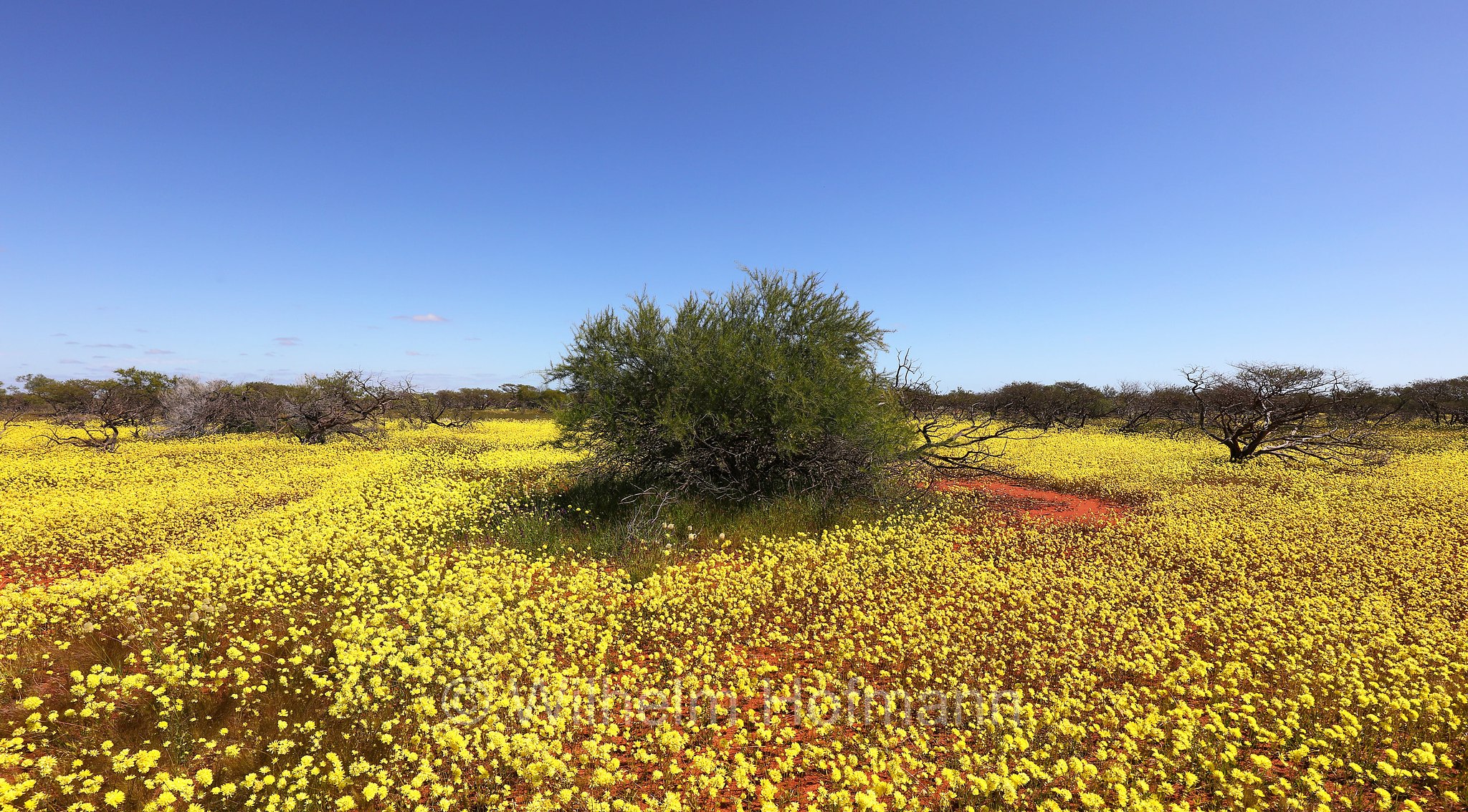 Cephalipterum drummondii, yellow pom-pom everlasting, Coral Coast, Western Australia, Westaustralien, Australia Occidentale, Australia, Australien