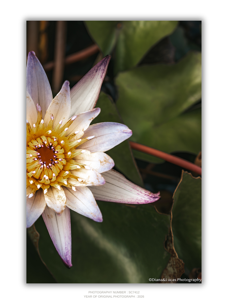 THE ONE - WILDLIFE & NATURE - "From Side" - LIMITED EDITION 5 of 5