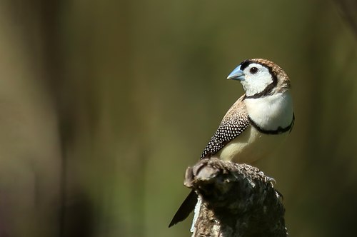 Taeniopygia bichenovii